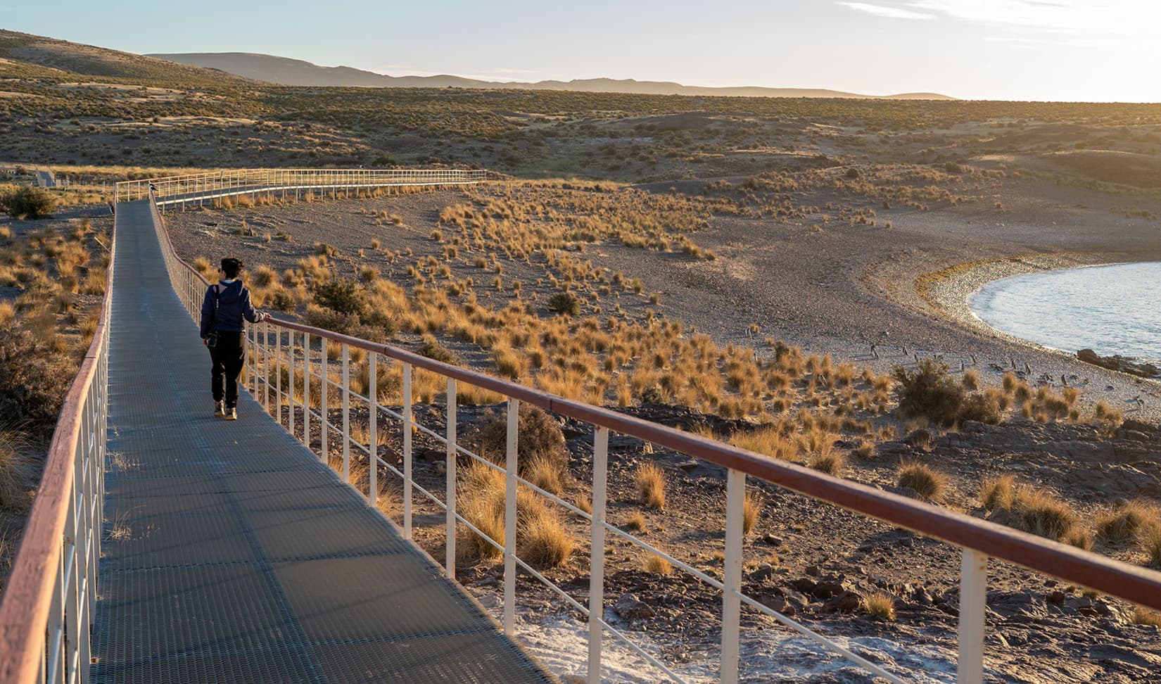 Avistaje de pingüinos