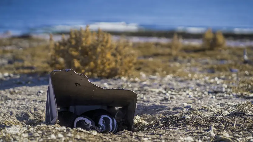 Pingüino magallanes - Pat. Azul - Maike Friedrich-2 1