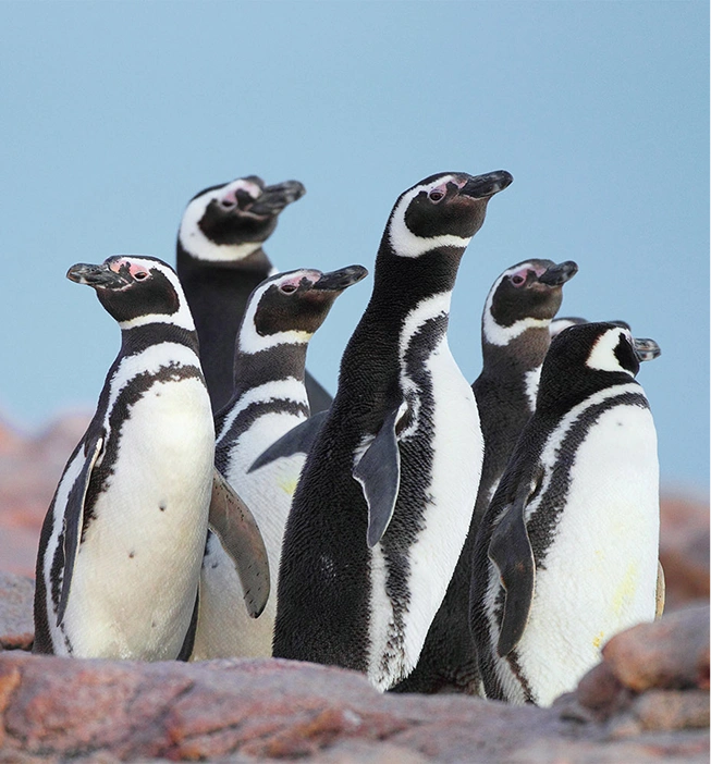 Pingüino magallanes - Pat. Azul - Maike Friedrich